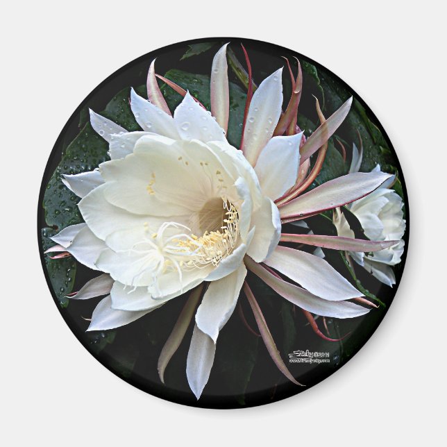 Epiphyte Cactus Flower Magnet (Front)
