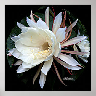 Epiphyte Cactus Flower Poster