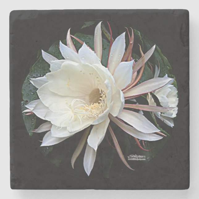 Epiphyte Cactus Flower Stone Coaster (Front)