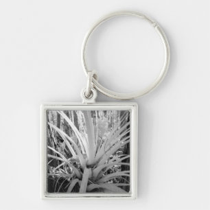 Epiphytic tillandsia are common in the Florida, Key Ring