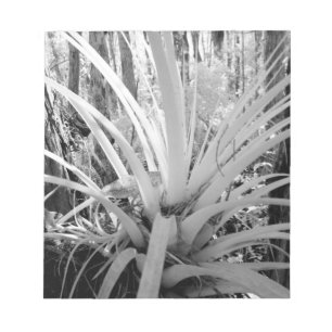 Epiphytic tillandsia are common in the Florida, Notepad