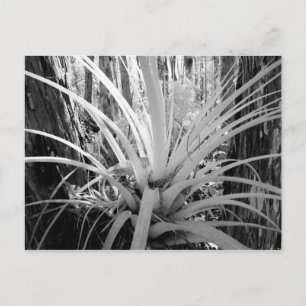 Epiphytic tillandsia are common in the Florida, Postcard