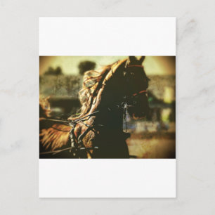 Equestrian Pure Power Postcard