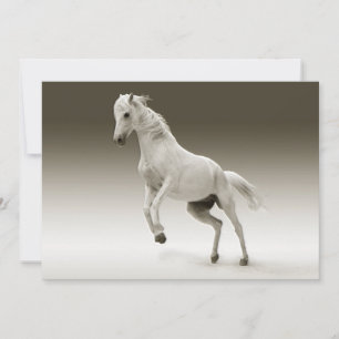 Equestrian White Mare Horse
