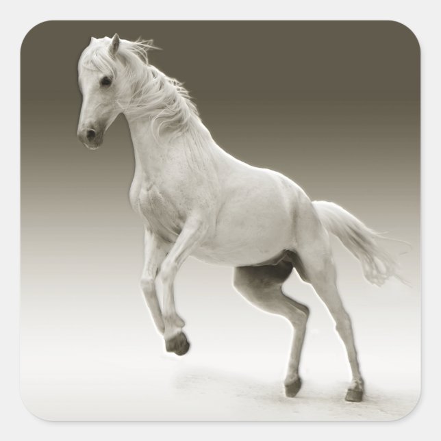 Equestrian White Mare Horse Square Sticker (Front)