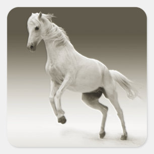 Equestrian White Mare Horse Square Sticker