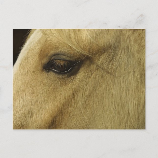 Equine Eye Postcard (Front)