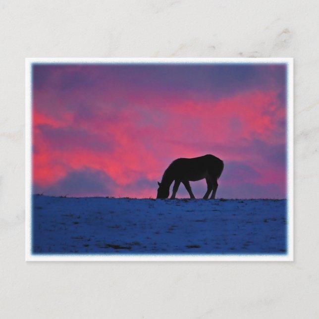 Equine Silhouette Postcard (Front)