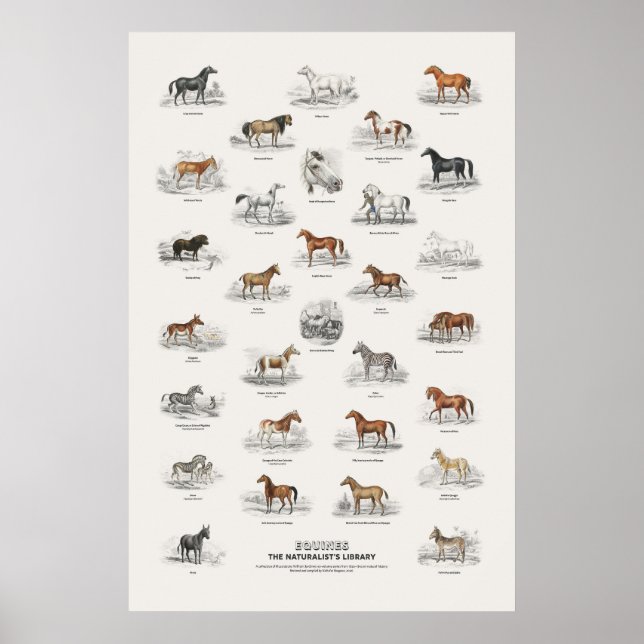 Equines - Naturalist's Library Poster (Front)
