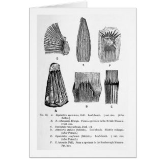 Equisetites spatulatus art postcard
