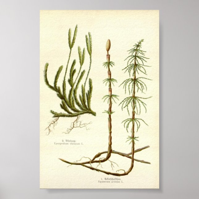  Equisetum arvense &  Lycopodium clavatum Poster (Front)