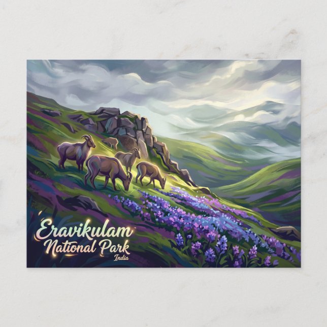 Eravikulam National Park India Postcard (Front)
