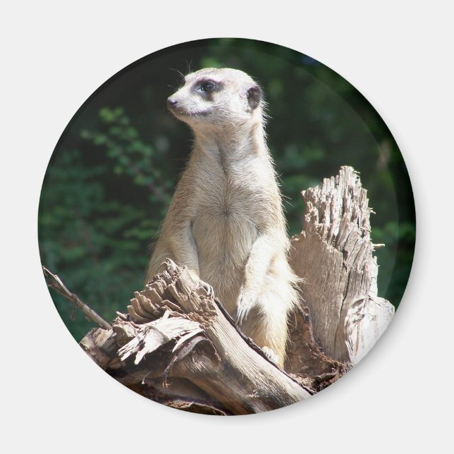 Erdmännchen Magnet (Front)