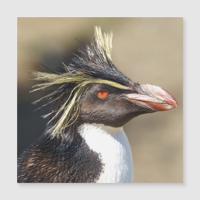 Erect-crested penguin (Front)