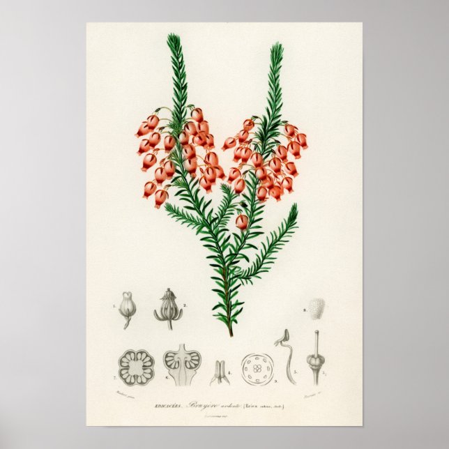 Erica ardens - a gift for your Erica Poster (Front)