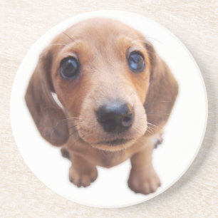 Eridox Dachshunds red dapple puppy Jilorra coaster