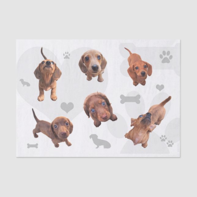 Eridox red chocolate dachshund dapple puppies tissue paper (Front)