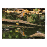 Erithacus rubecula
