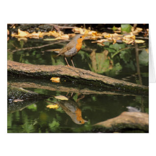 Erithacus rubecula