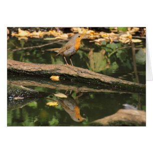 Erithacus rubecula