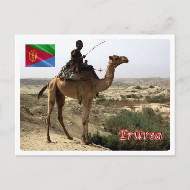 Eritrea - Camel - Postcard (Front)
