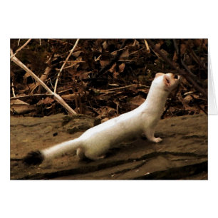 Ermine Blank Card