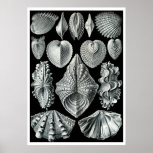 ERNST HAECKEL: Acephala, Quality Fine Art Poster