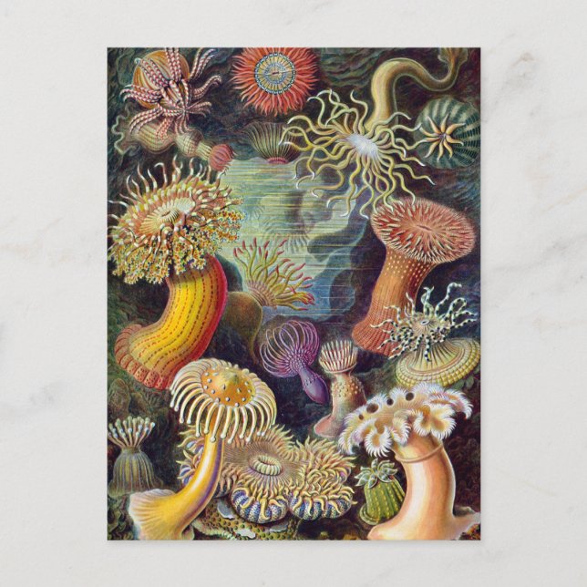 Ernst Haeckel - Actiniae Postcard (Front)