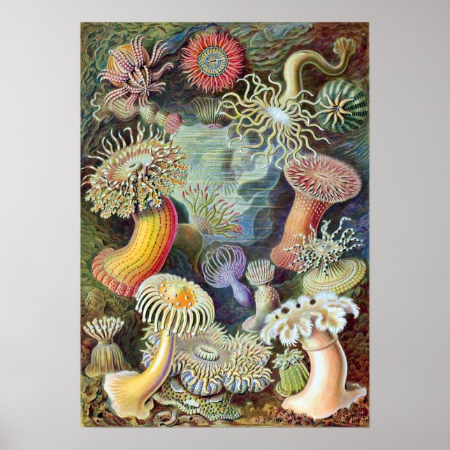 Ernst Haeckel Actiniae Poster (Front)