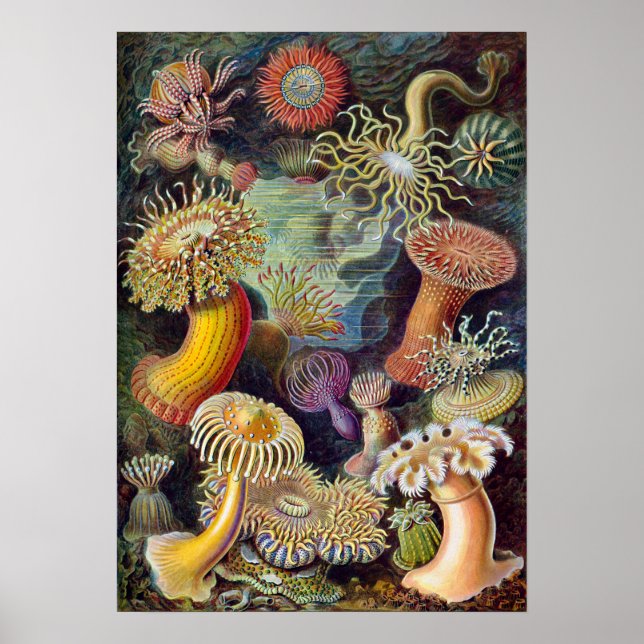 Ernst Haeckel Actiniaea sea anemone Poster (Front)