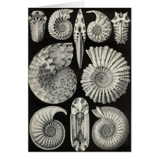 Ernst Haeckel - Ammonitida