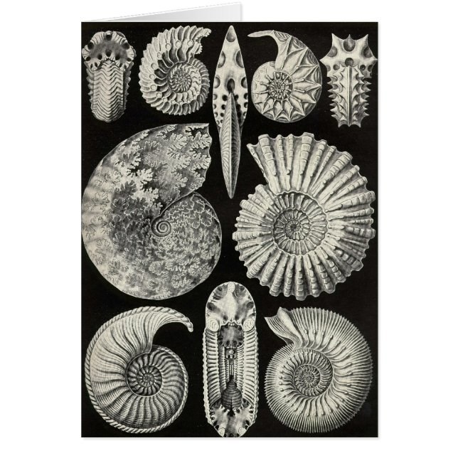 Ernst Haeckel - Ammonitida (Front)