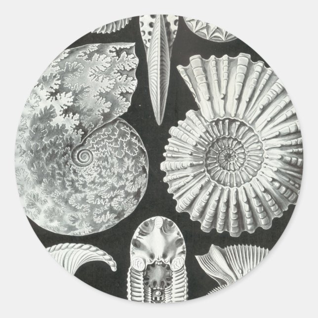Ernst Haeckel - Ammonitida Classic Round Sticker (Front)