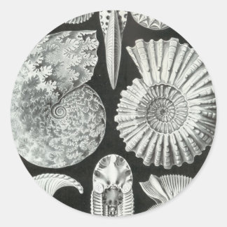 Ernst Haeckel - Ammonitida Classic Round Sticker