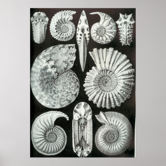 Ernst Haeckel Ammonitida fossils Poster