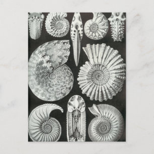 Ernst Haeckel - Ammonitida Postcard