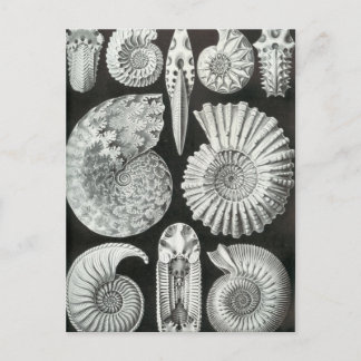 Ernst Haeckel - Ammonitida Postcard