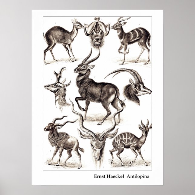 Ernst Haeckel Antilopina with Border Poster (Front)