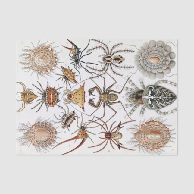 Ernst Haeckel Arachnida Spiders Poster Tissue Paper (Front)