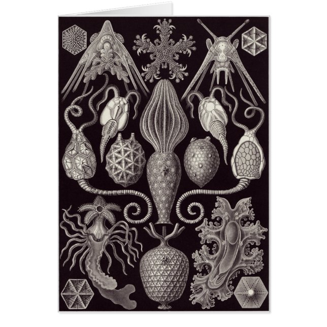 Ernst Haeckel Art Card: Amphoridea (Front)