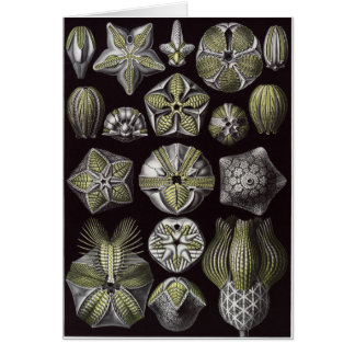 Ernst Haeckel Art Card: Blastoidea