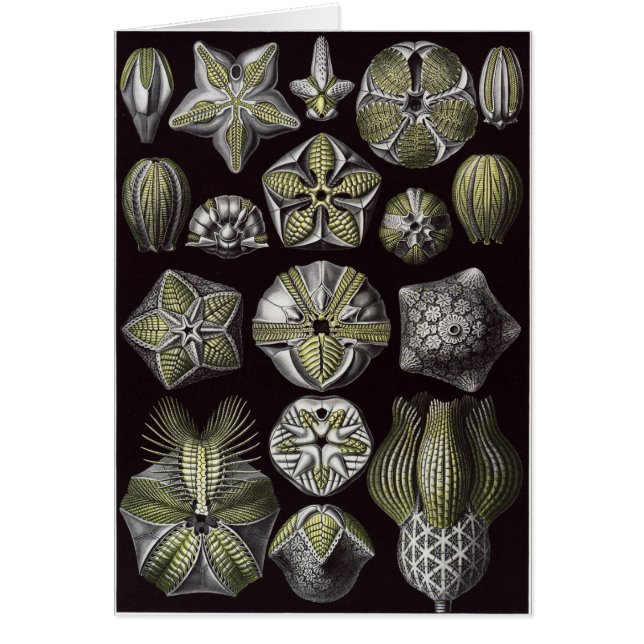 Ernst Haeckel Art Card: Blastoidea (Front)