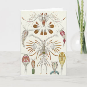 Ernst Haeckel Art Card: Copepoda Card