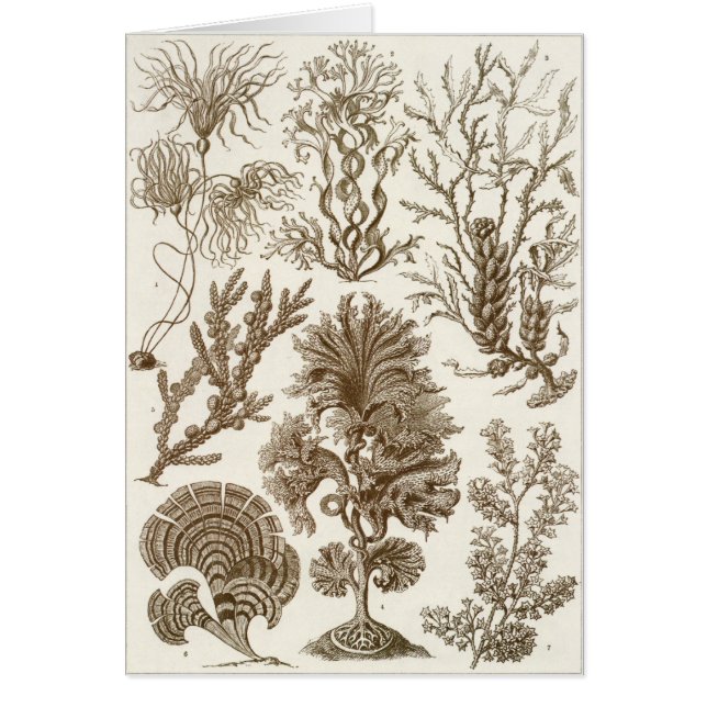 Ernst Haeckel Art Card: Fucoideae (Front)