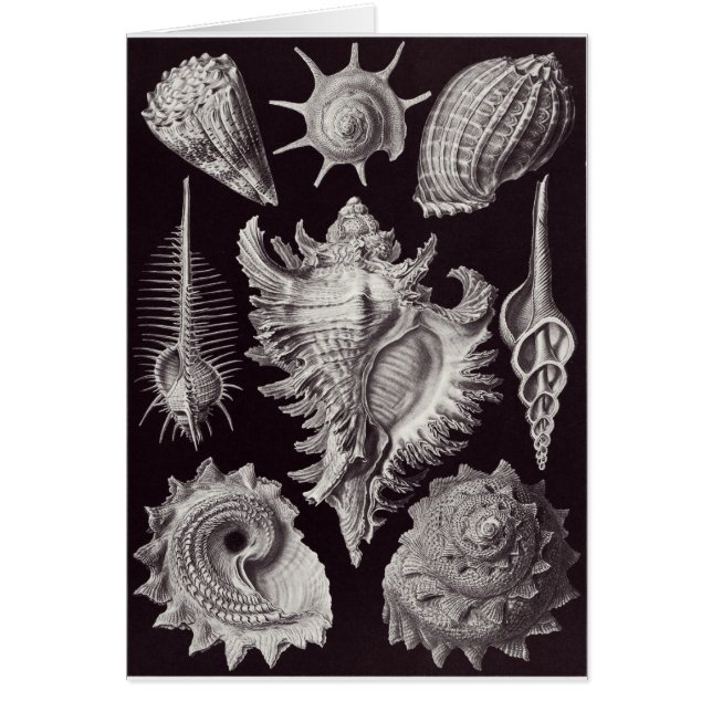 Ernst Haeckel Art Card: Prosobranchia (Front)