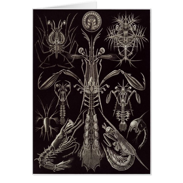 Ernst Haeckel Art Card: Thoracostraca (Front)