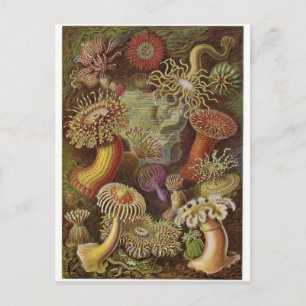 Ernst Haeckel Art Postcard: Actiniae Postcard
