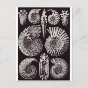 Ernst Haeckel Art Postcard: Ammonitida Postcard