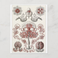 Ernst Haeckel Art Postcard: Anthomedusae