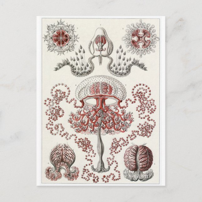 Ernst Haeckel Art Postcard: Anthomedusae Postcard (Front)